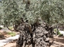 Olive Trees