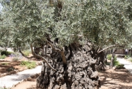 1 Olive Tree in Garden of Gethsemane_746_497_100 (1)