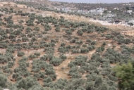 2 Olive Tree groves_746_497_100