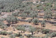 3 Olive Tree terrace_746_497_100
