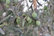 4 Olives on Olive Tree_746_497_100