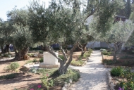 5 Olive Tree in Garden of Gethsemane_746_497_100