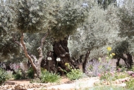 6 Olive Tree in Garden of Gethsemane_746_497_100