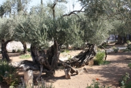 7 Olive Tree in Garden of Gethsemane_746_497_100