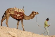 Judean desert camel and bedouin_746_497_100