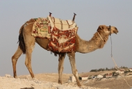Judean desert camel with expanding settlement in background_746_497_100