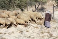 Shepherd with his sheep_746_497_100